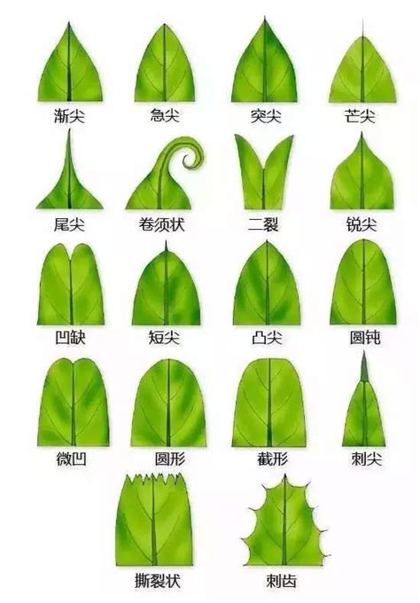 葉子尖尖的植物|葉形